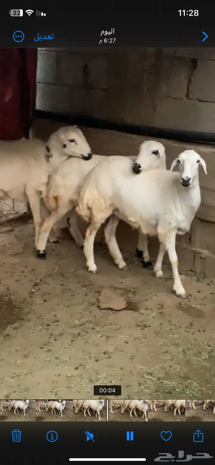 ذبايح كفو 0
