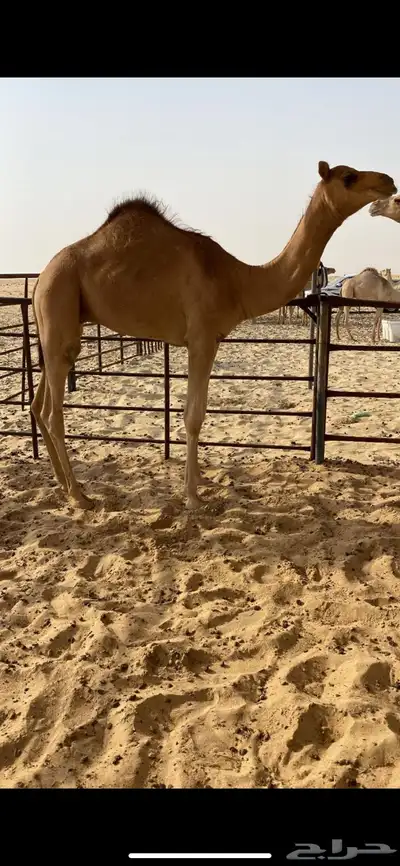 للبيع قعود 0