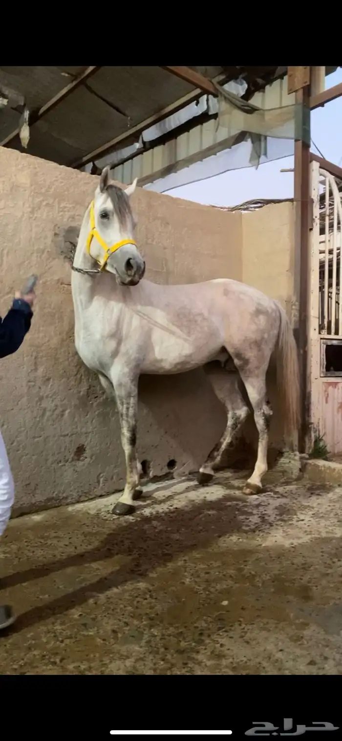 حصان واهو شيخ 2