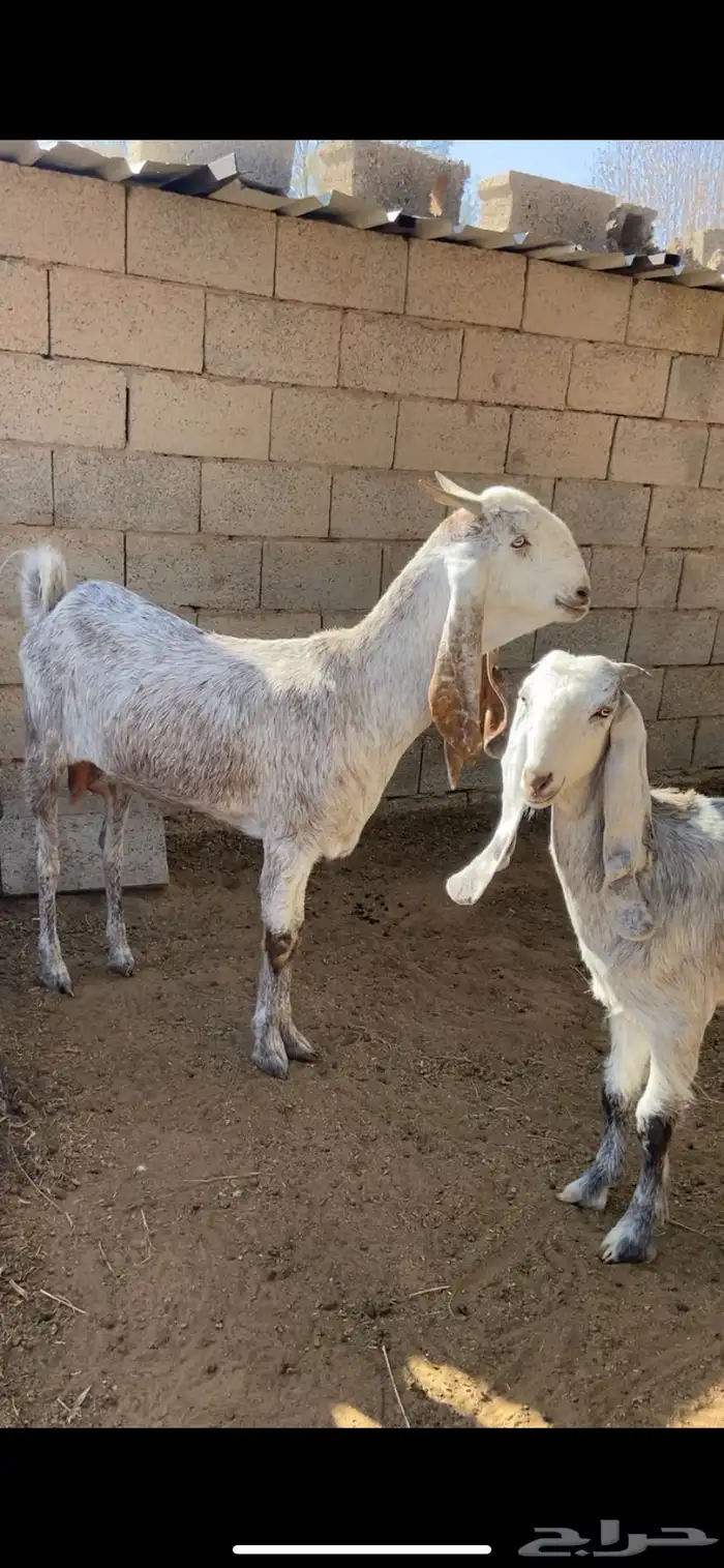 عنز مشروكه صنف 0