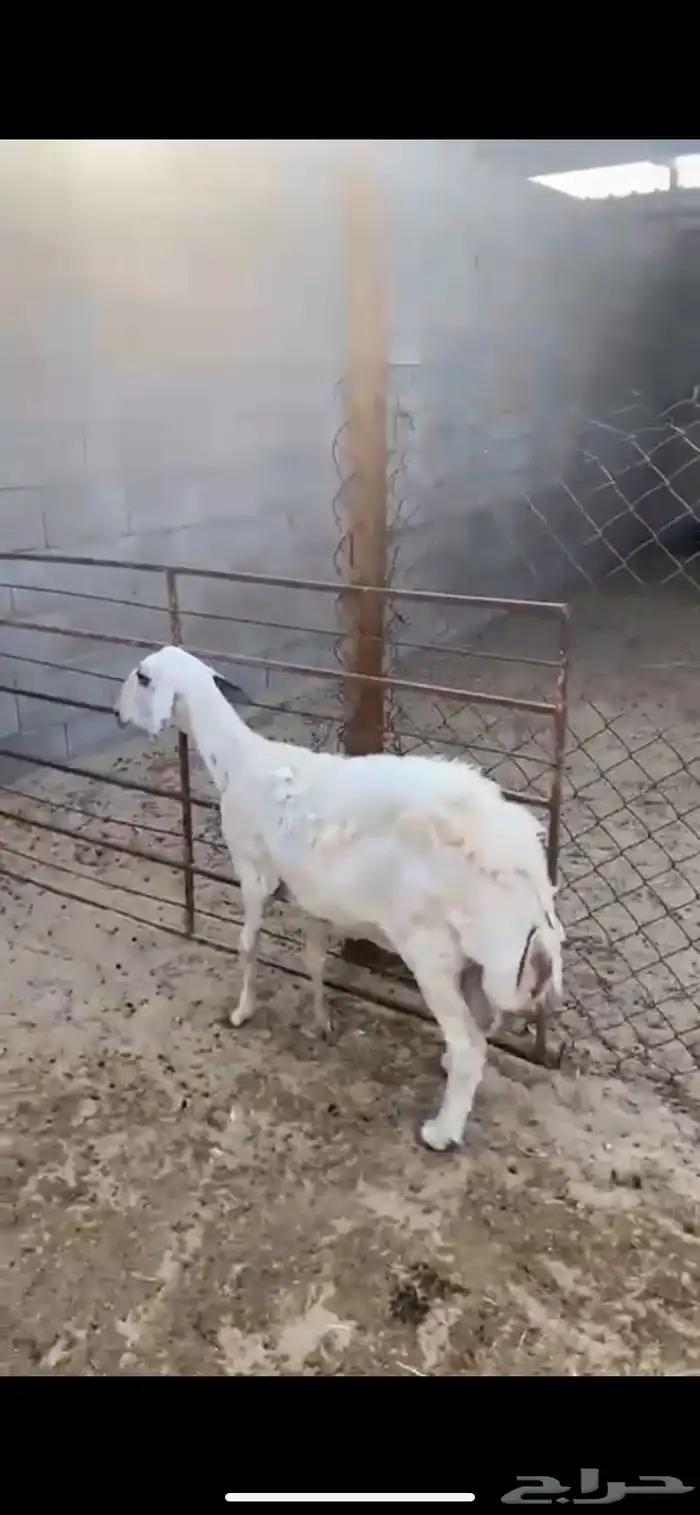 شاه السن صافه البيع فاضيه ما اشرط 1