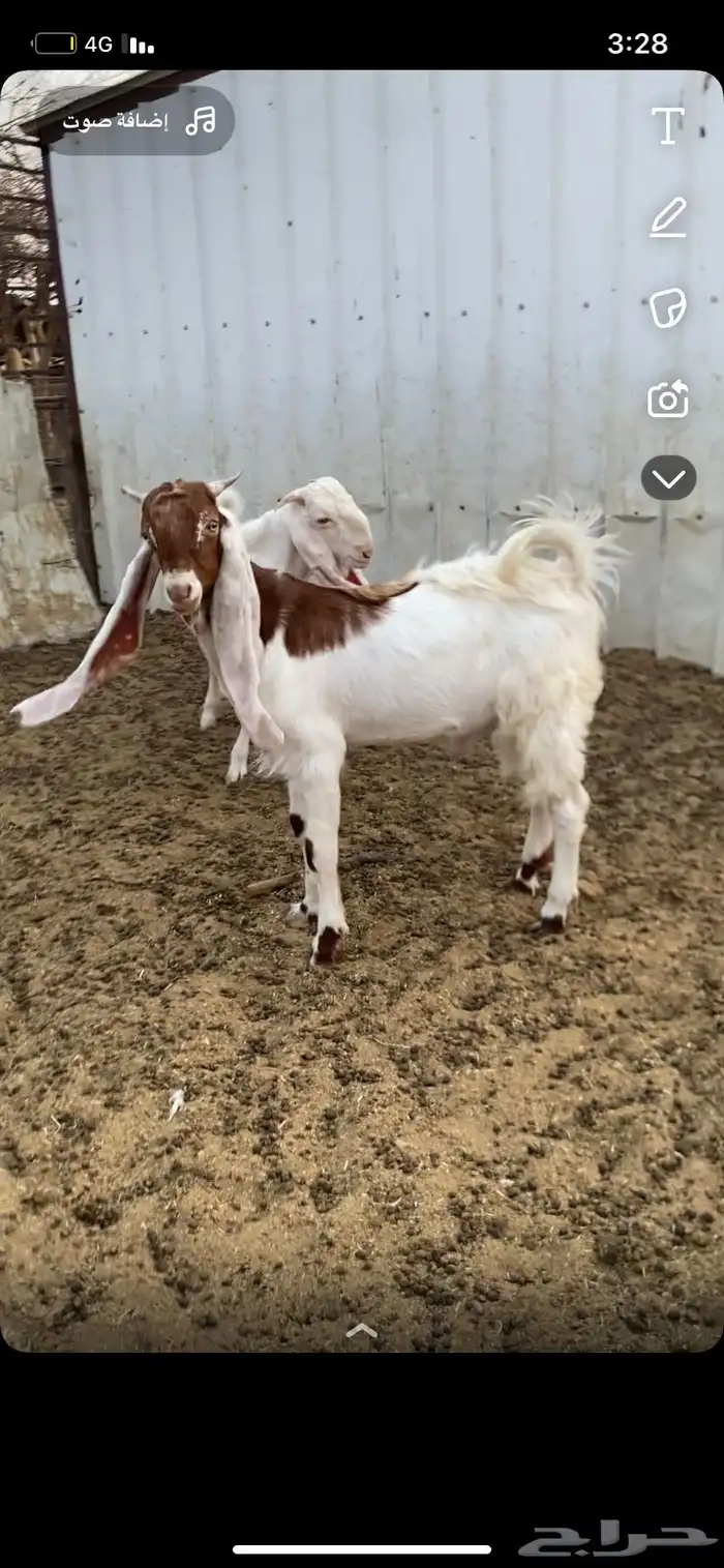 تيوس مطورات عدد 2الي يبي فحول ولا ذبح طيبه 0