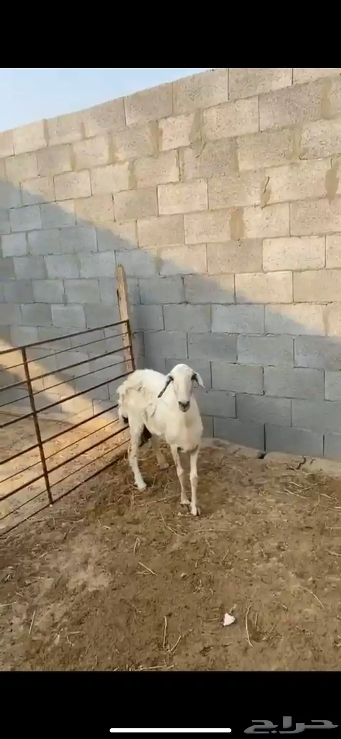 شاه السن صافه البيع فاضيه ما اشرط 2