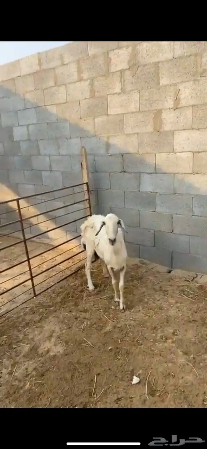 شاه السن صافه البيع فاضيه ما اشرط 0