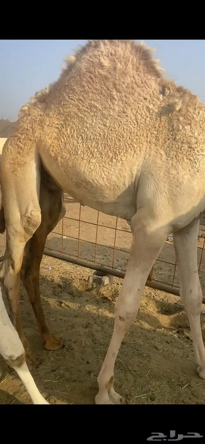 قعدان بلدي لباني فل الفل علي الحليب والبرسيم 0