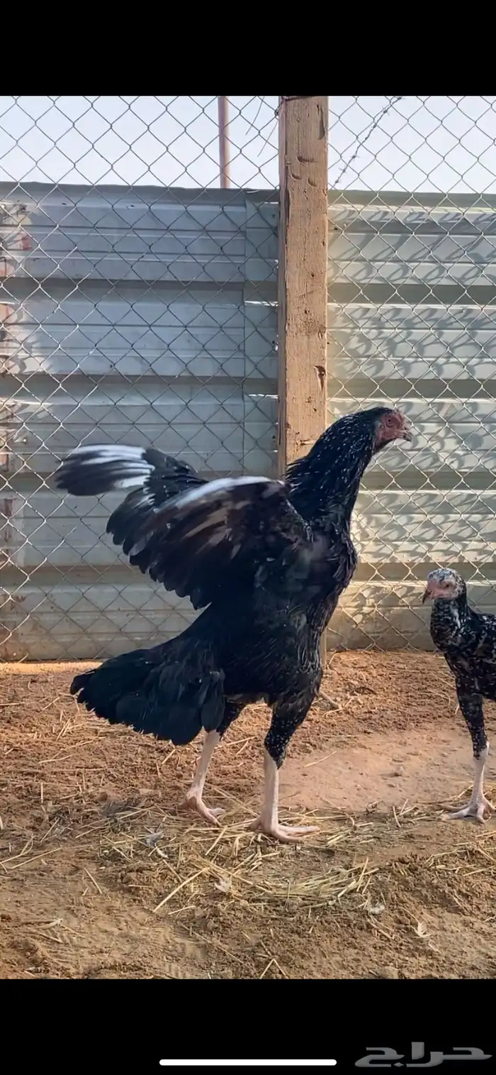 دجاجه سندي بيور 0