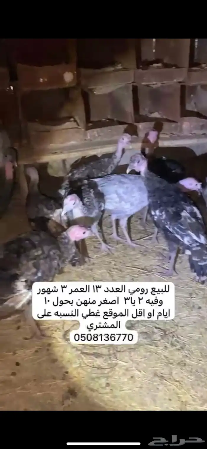 دجاج رومي 1
