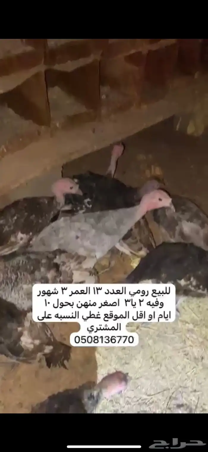 دجاج رومي 0