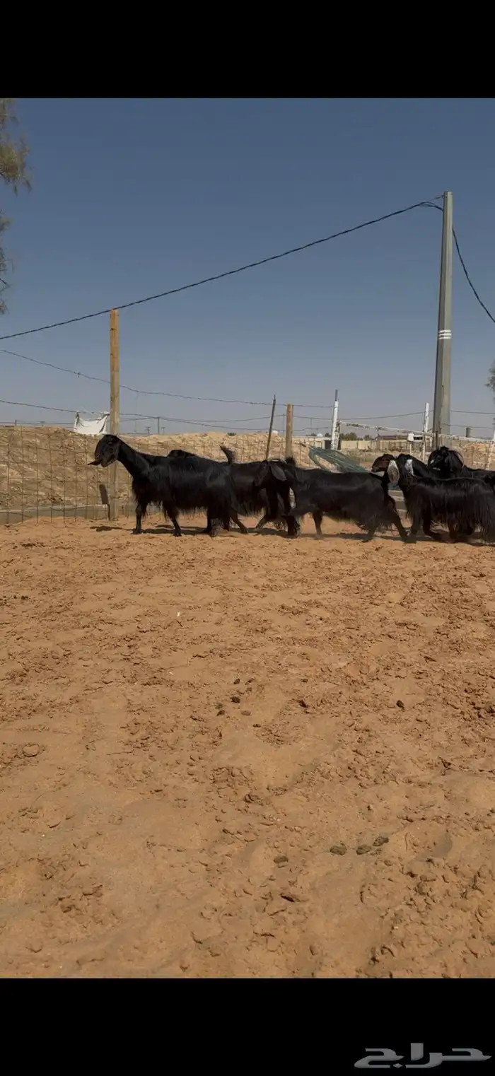 معزا مصريات نوادر ودفيع واصل 1