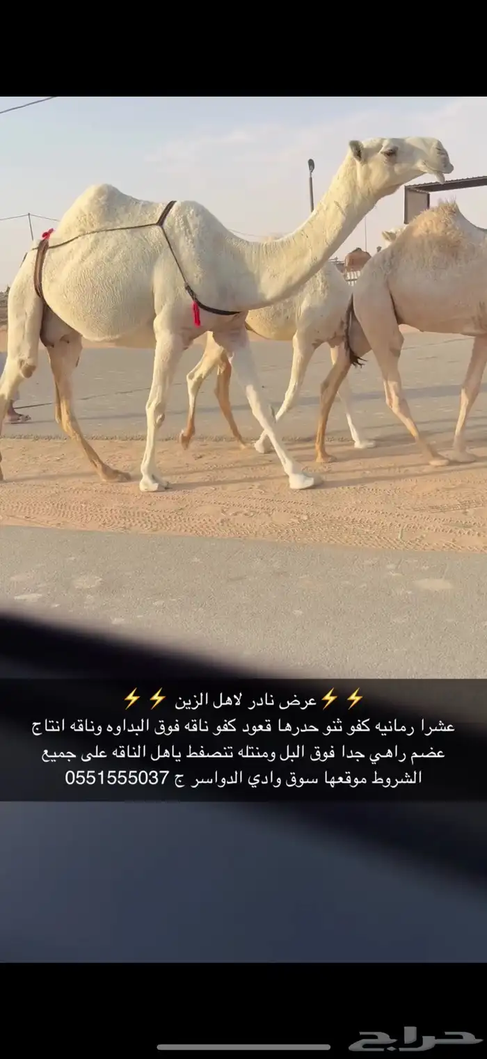 عشرا كفو 0