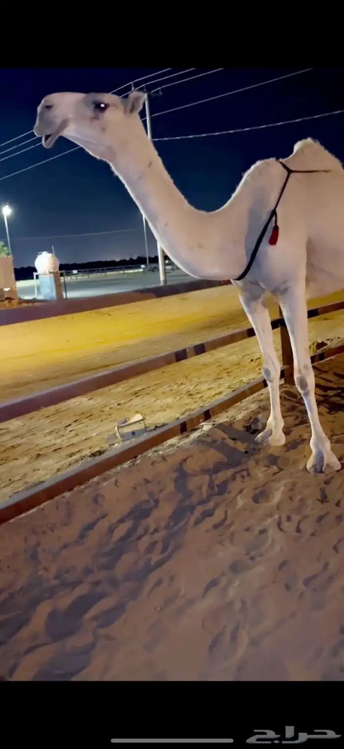 عشرا كفو 7