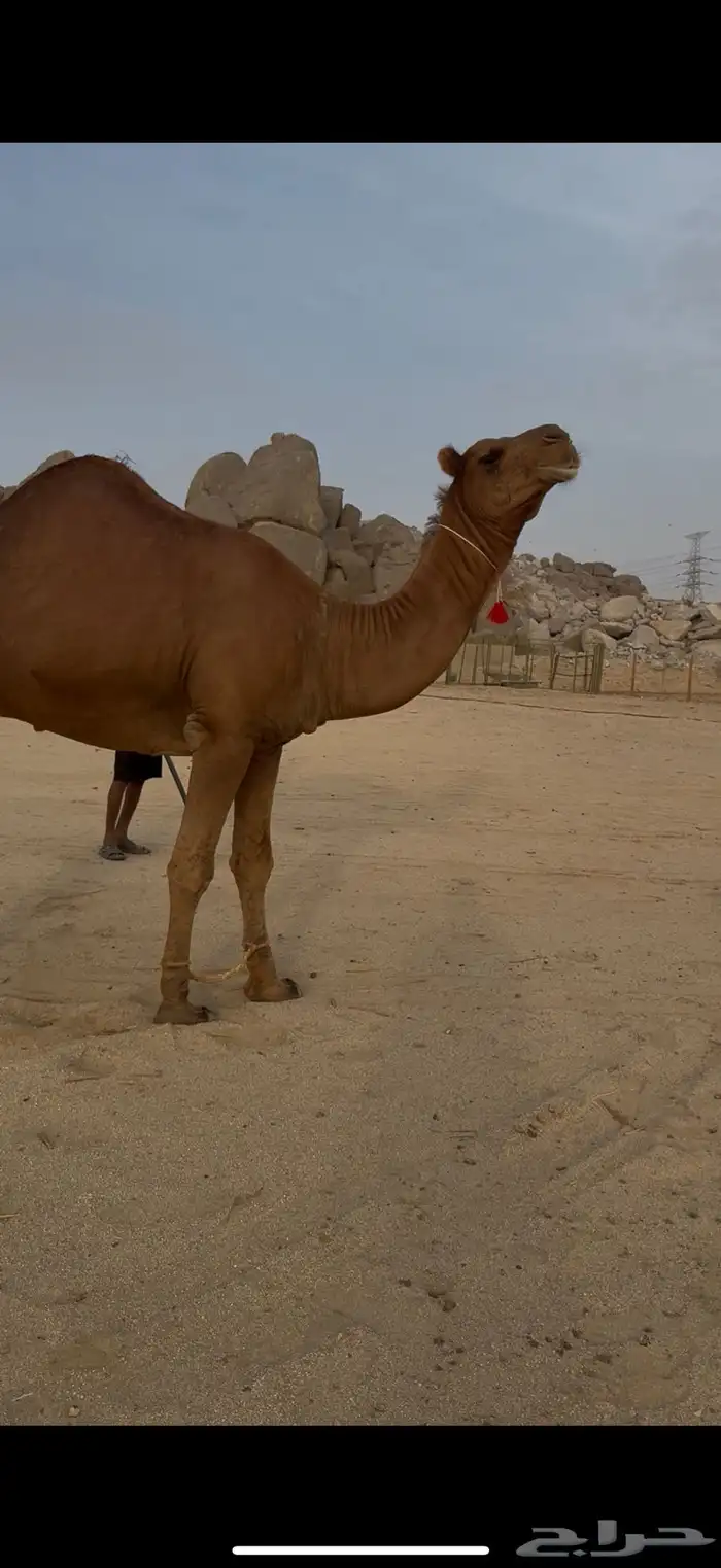 قعود رباع كفو من ابل سليم المحمادي 0
