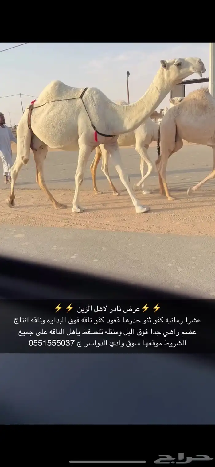 عشرا كفو 1