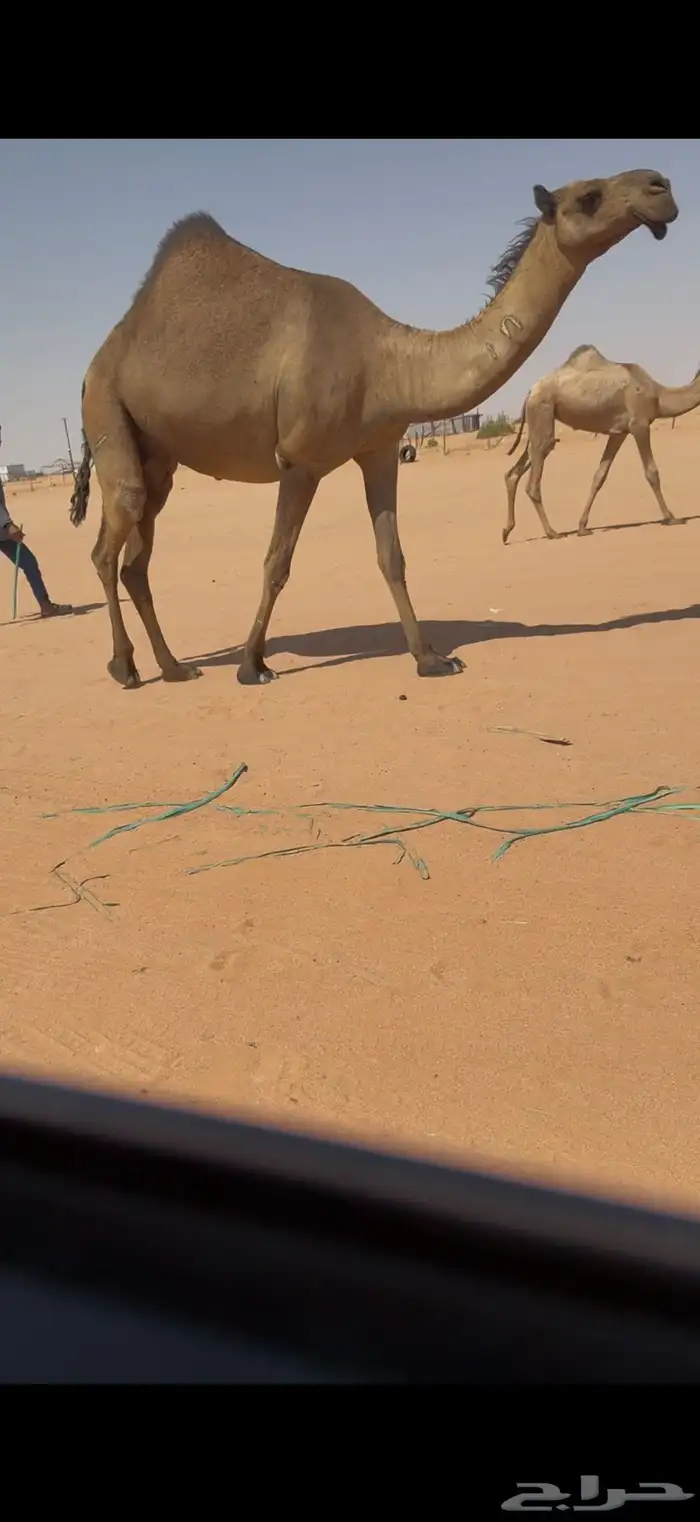 لقحه صفرا بكر ثنيه 0