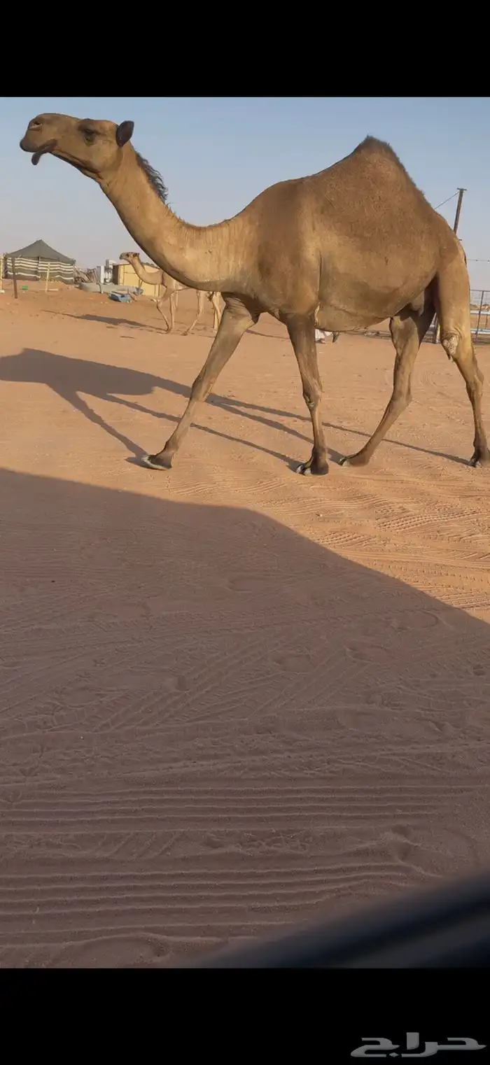 لقحه صفرا بكر ثنيه 4