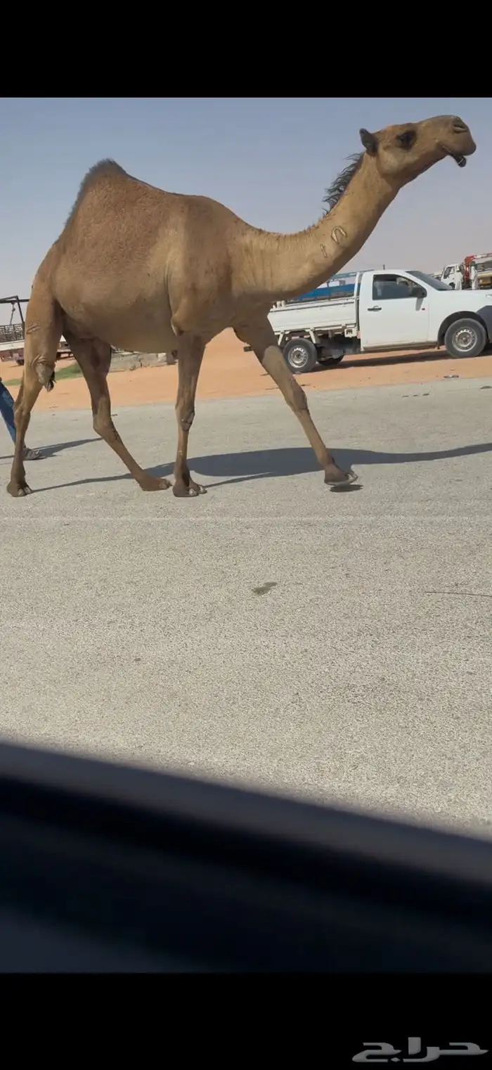 لقحه صفرا بكر ثنيه 1