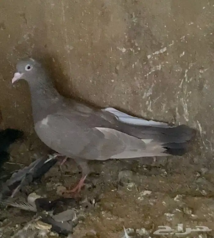حمام قطايف شي طيب 18