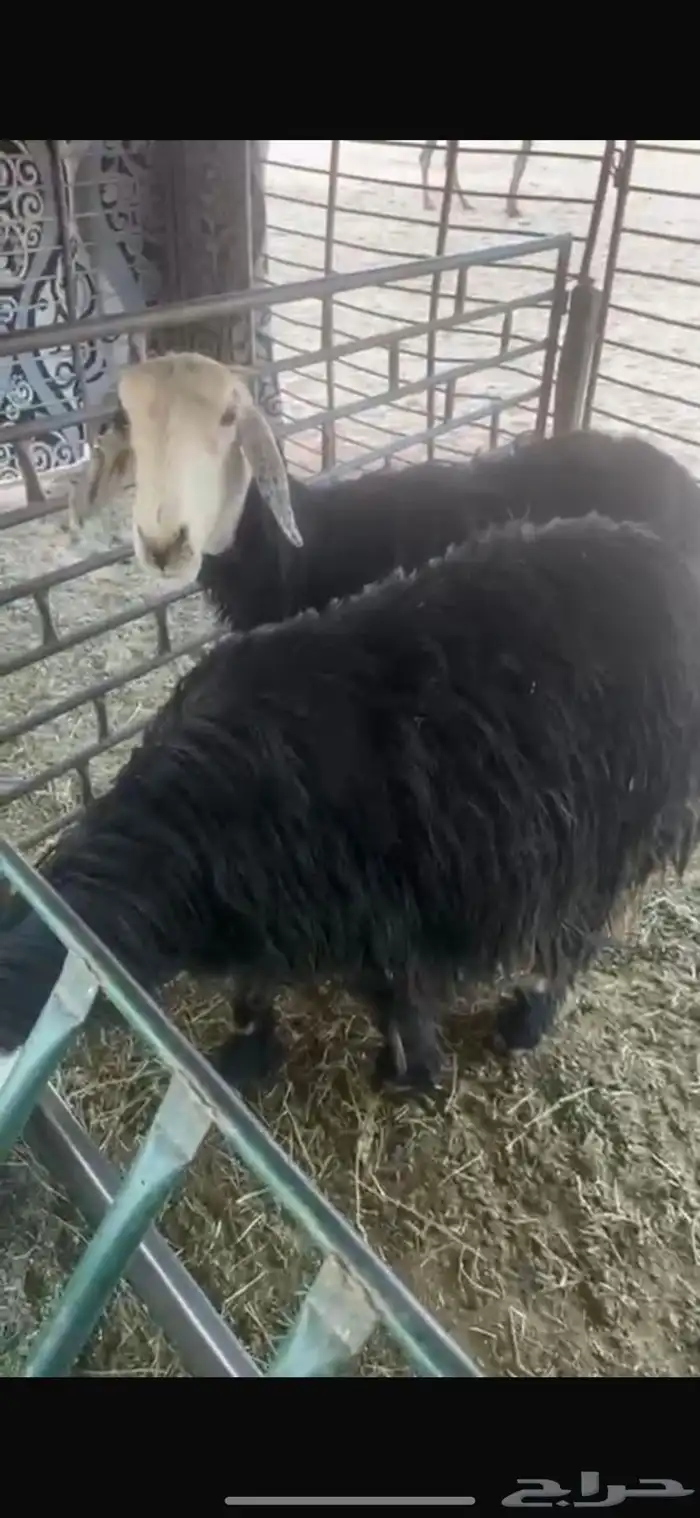 عنزين وحده ثنيه وحده سديس و نعجتين حيل تامات شبب فل شحم 15