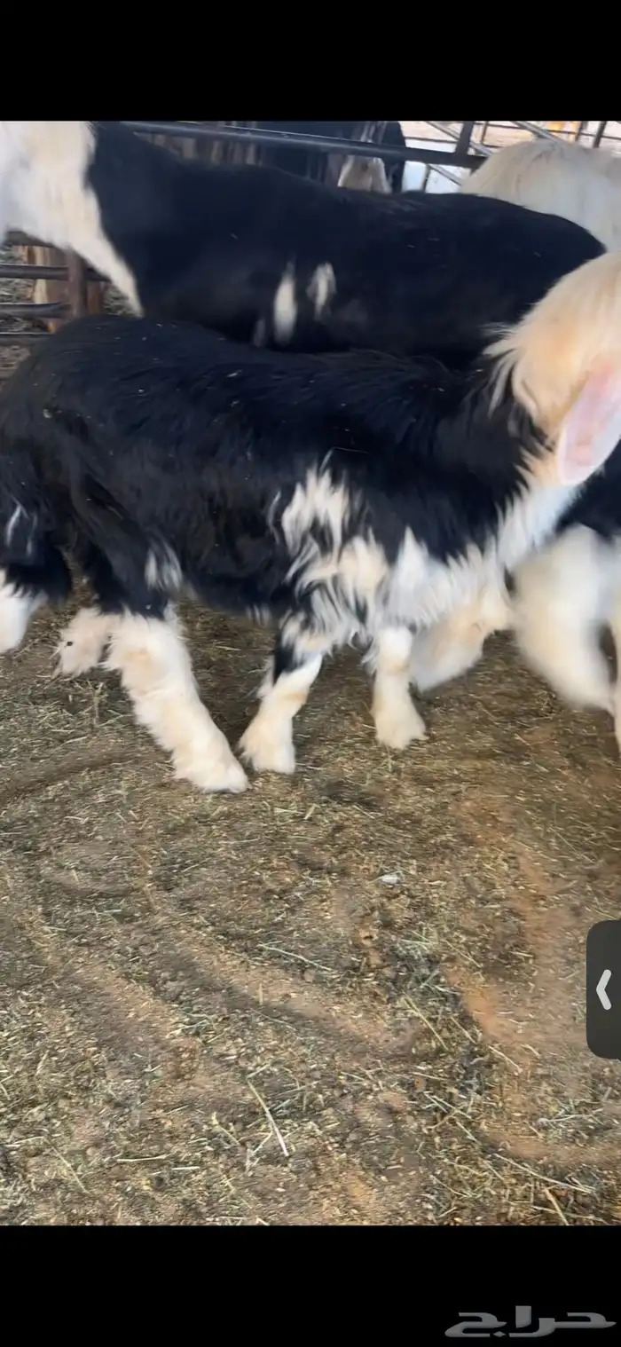 عنزين وحده ثنيه وحده سديس و نعجتين حيل تامات شبب فل شحم 24