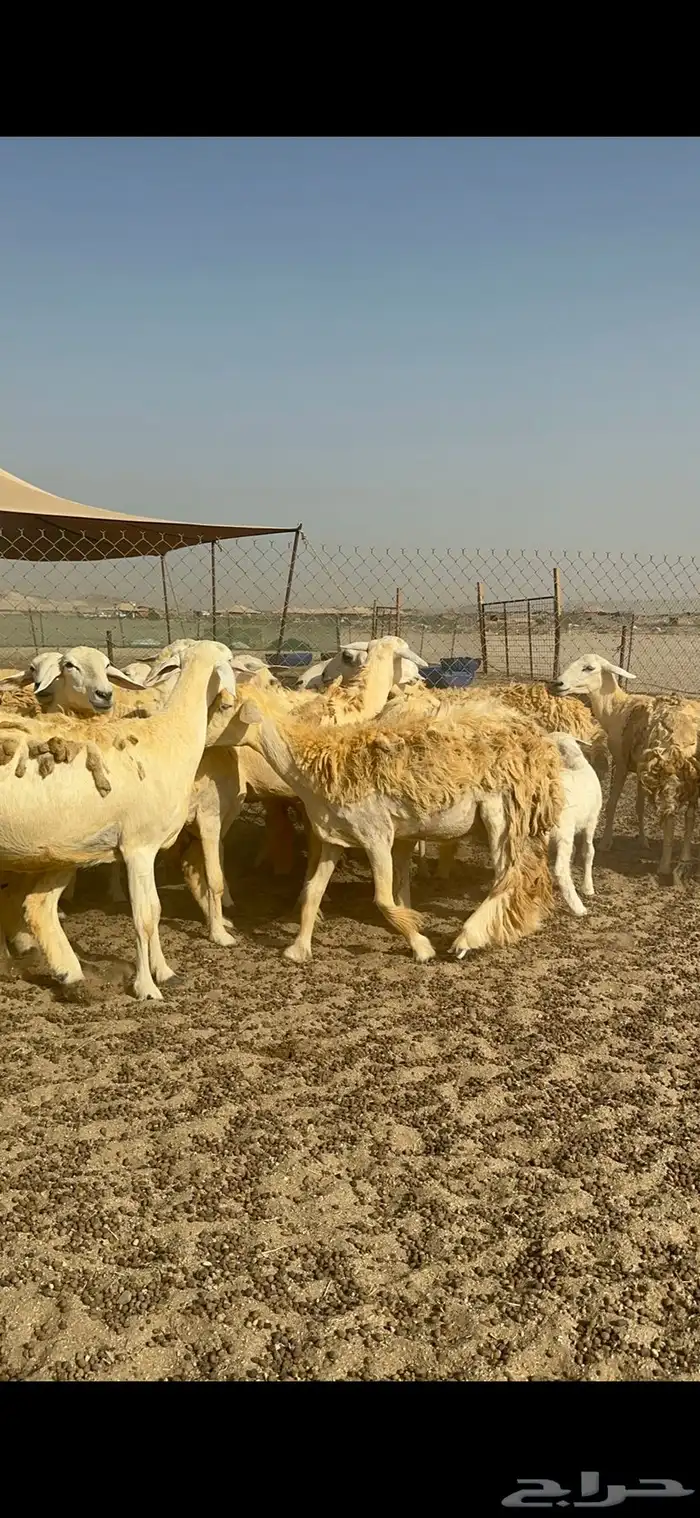 غنم حرية رخال حررش مراح واحد 32 تحتها 3 بلفحل 5