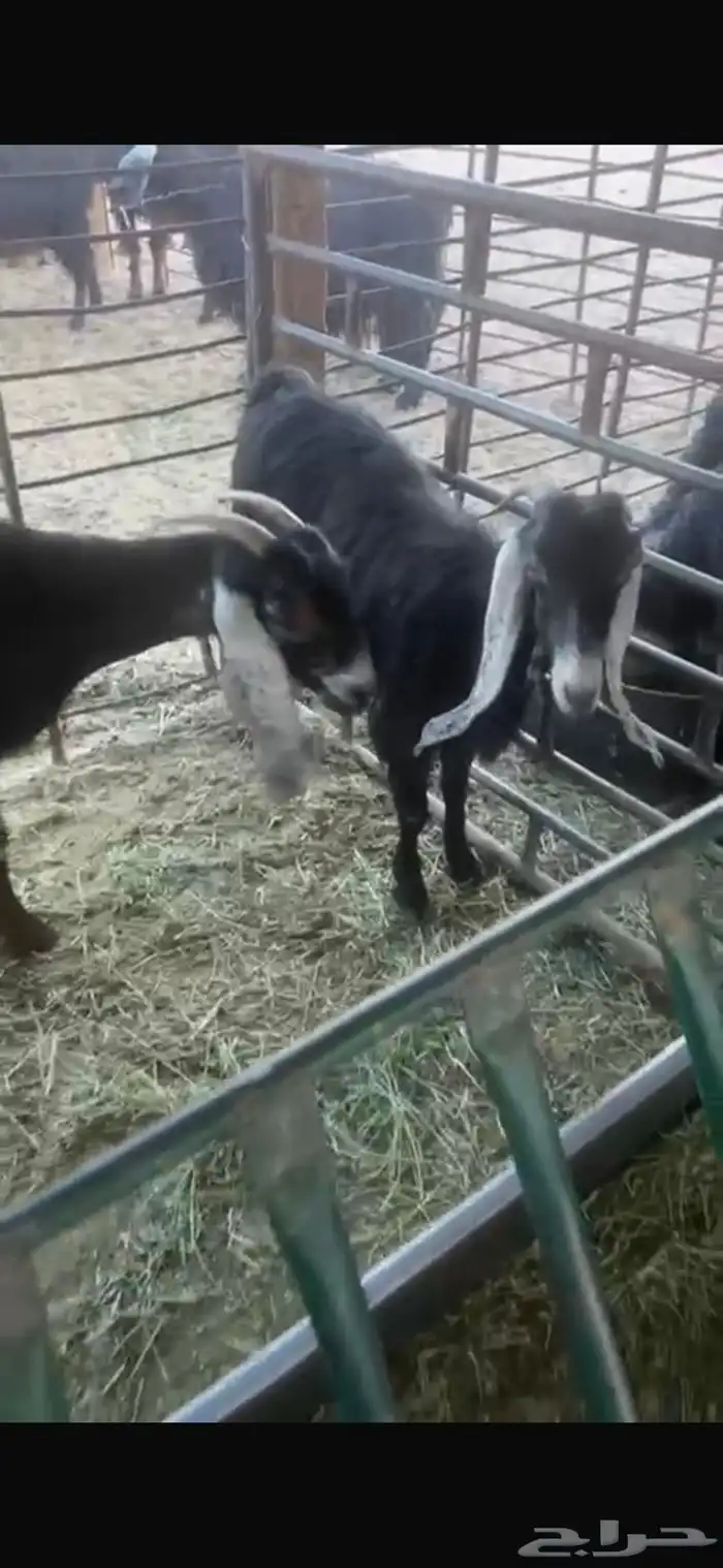 عنزين وحده ثنيه وحده سديس و نعجتين حيل تامات شبب فل شحم 17