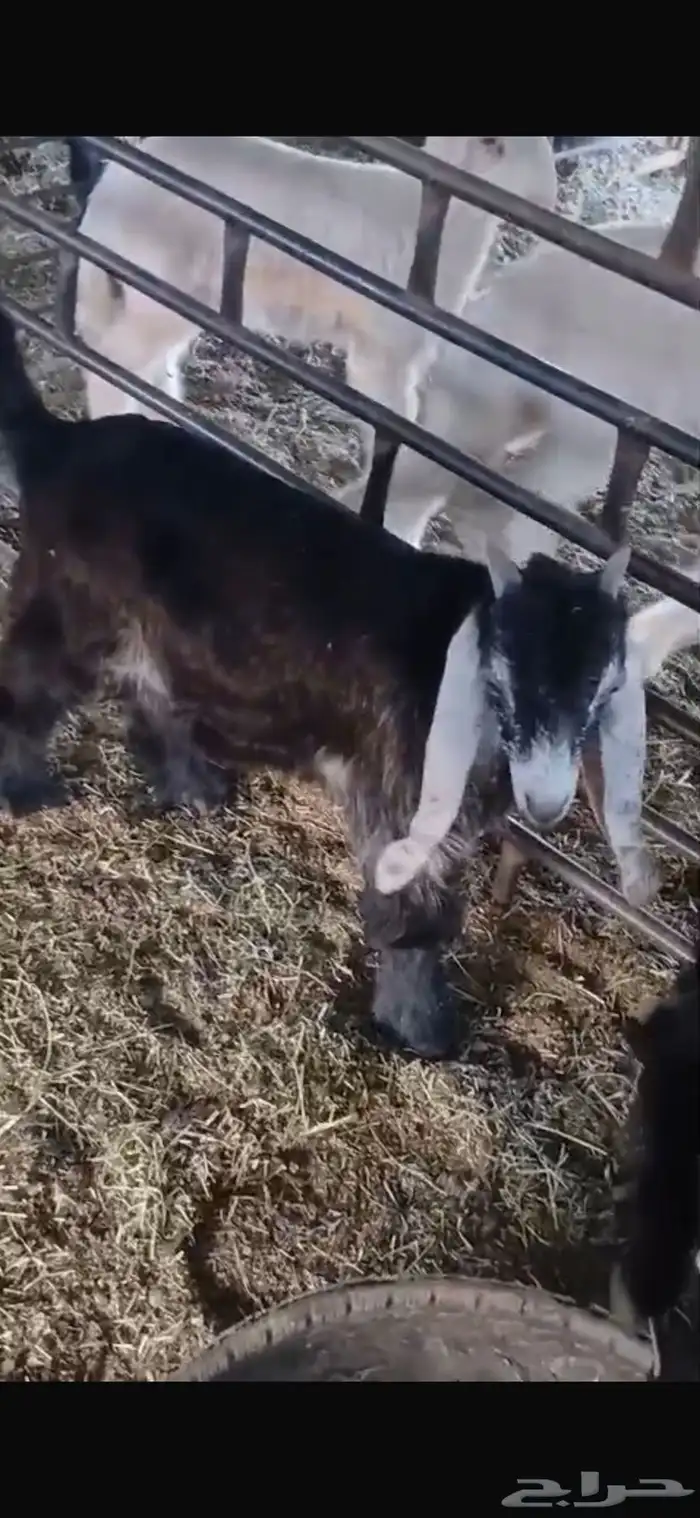 عنزين وحده ثنيه وحده سديس و نعجتين حيل تامات شبب فل شحم 28