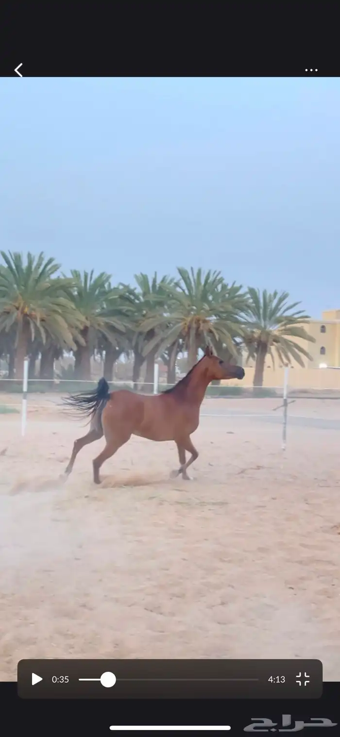 فرس شعبيه عربية 1