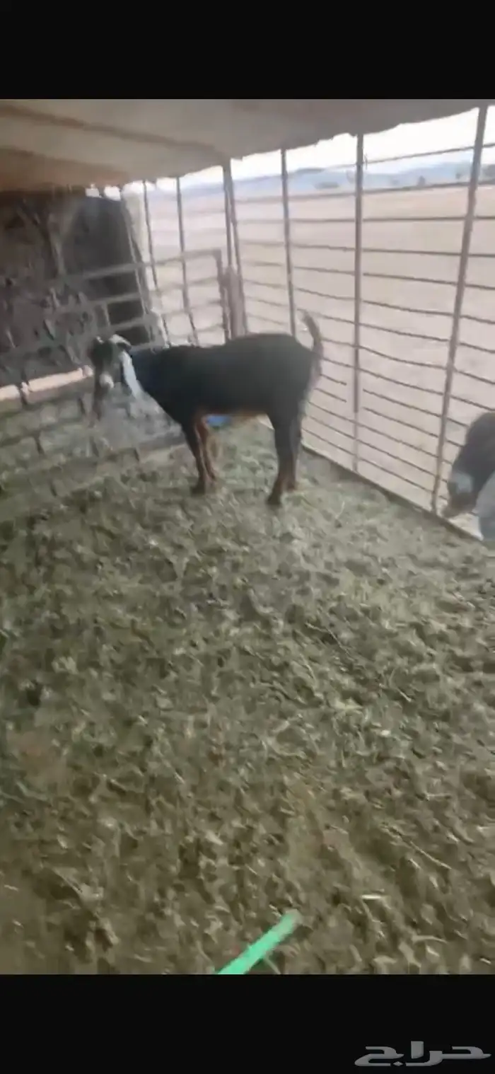 عنزين وحده ثنيه وحده سديس و نعجتين حيل تامات شبب فل شحم 20