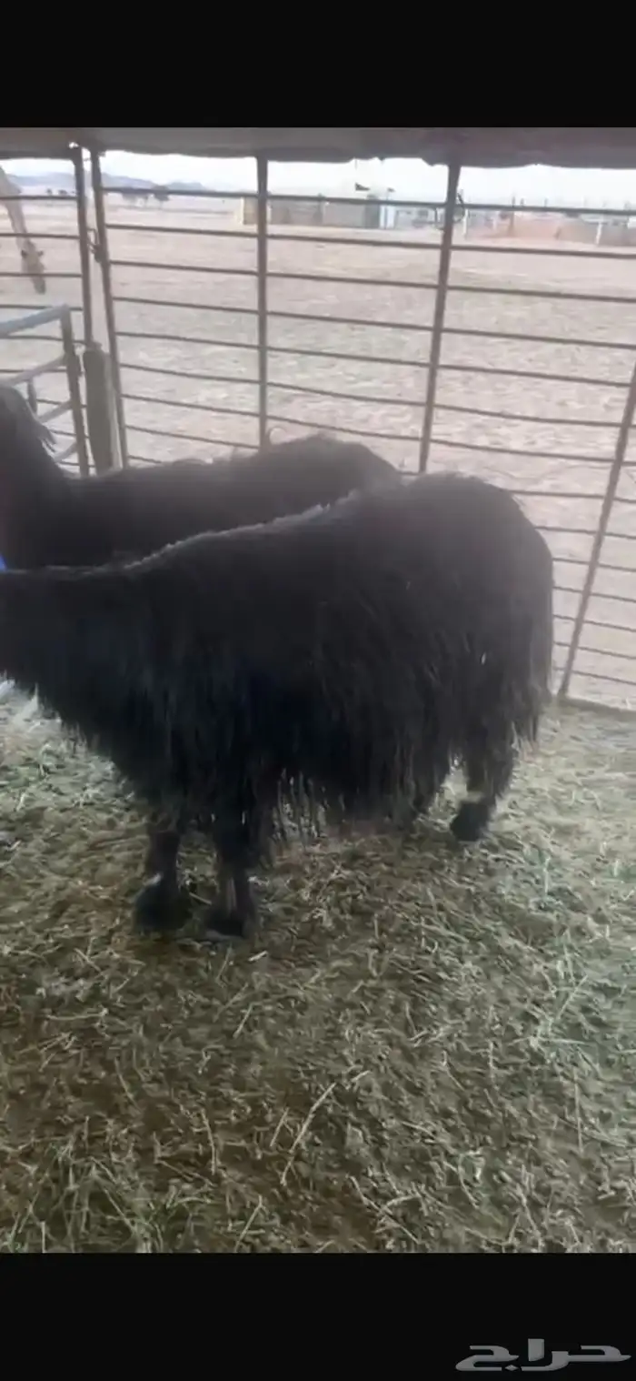 عنزين وحده ثنيه وحده سديس و نعجتين حيل تامات شبب فل شحم 16