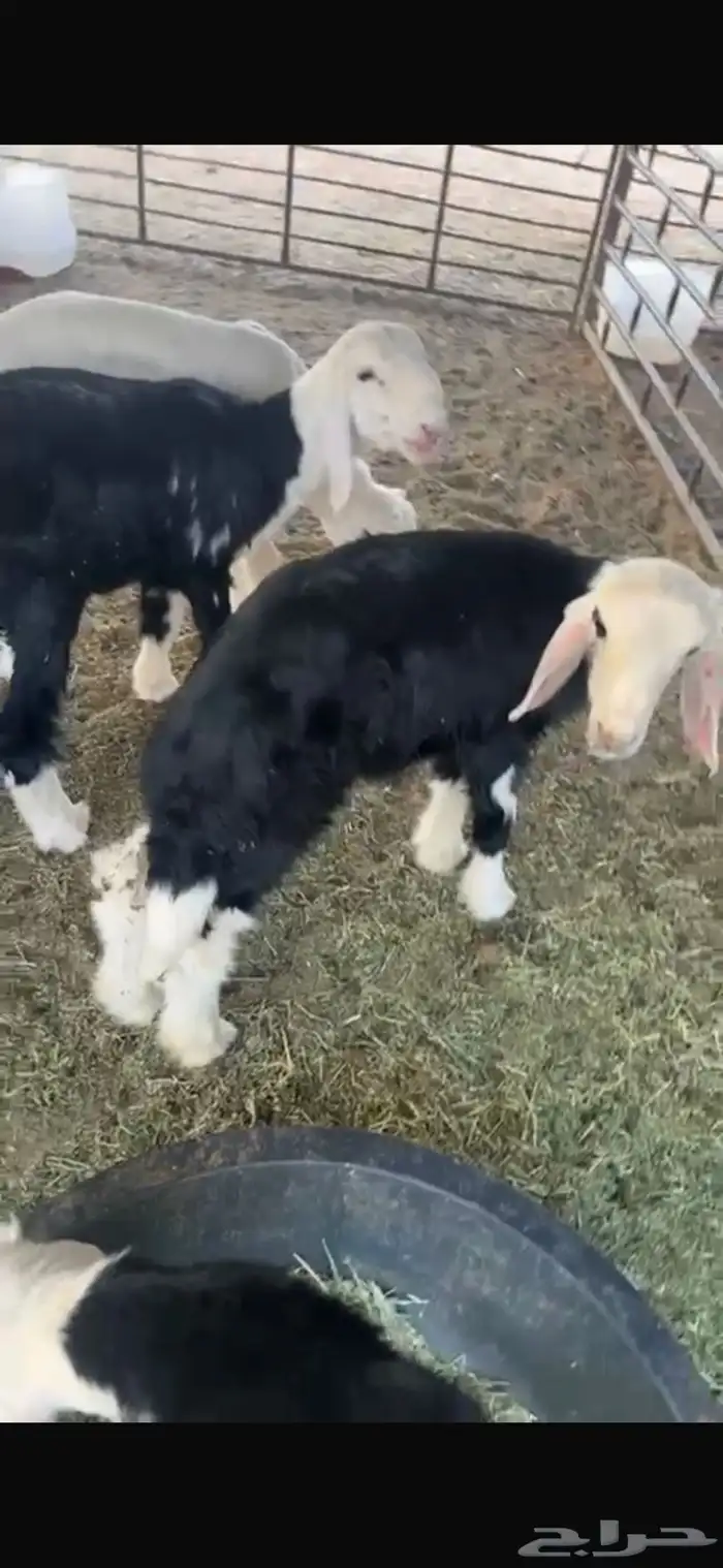 عنزين وحده ثنيه وحده سديس و نعجتين حيل تامات شبب فل شحم 11