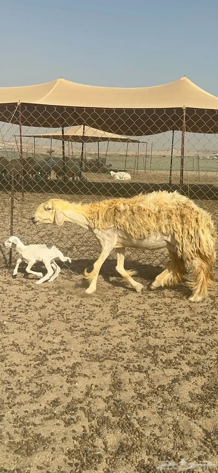 غنم حرية رخال حررش مراح واحد 32 تحتها 3 بلفحل 8