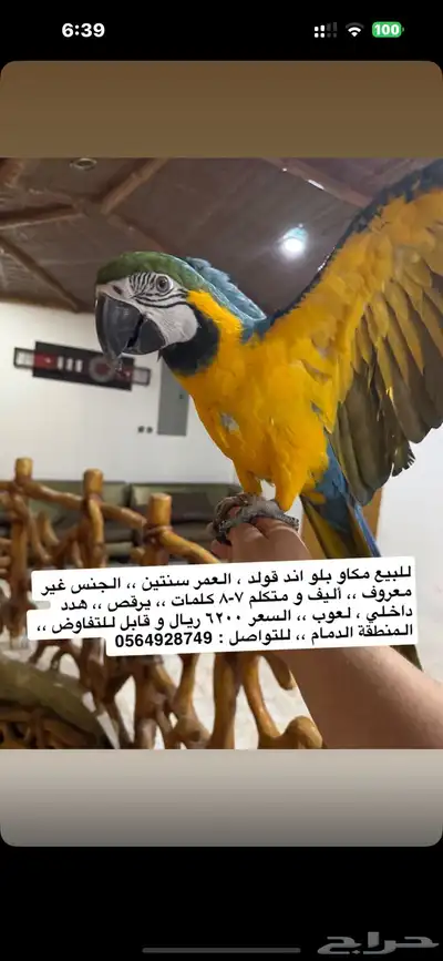 ببغاء مكاو بلو اند قولد index