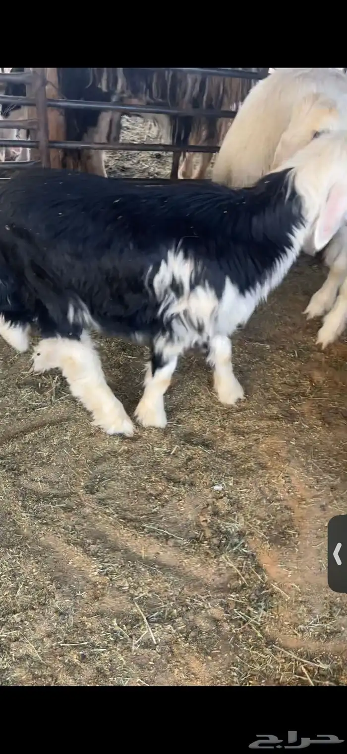 عنزين وحده ثنيه وحده سديس و نعجتين حيل تامات شبب فل شحم 23