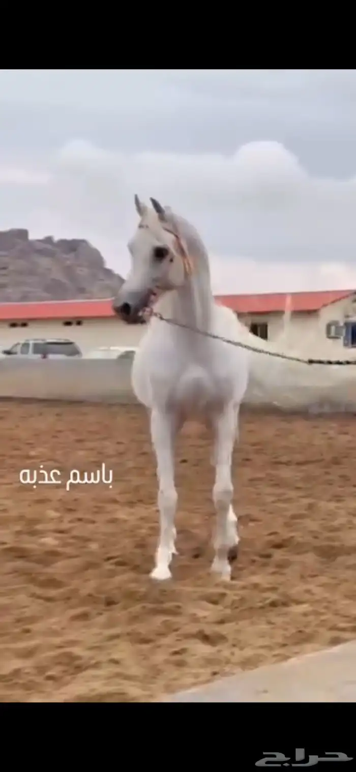 مهرة تمتلك قطعة متناسقة 8