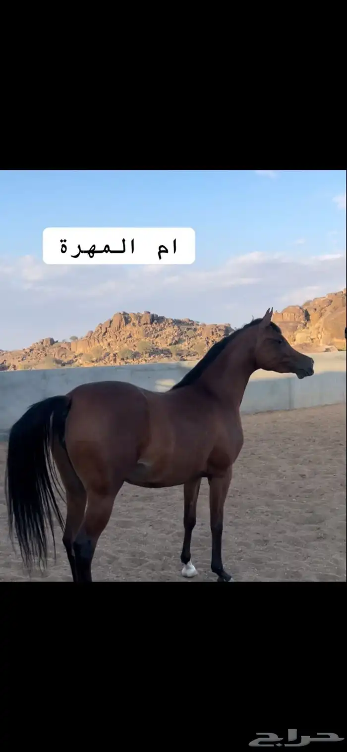 مهرة تمتلك قطعة متناسقة 2
