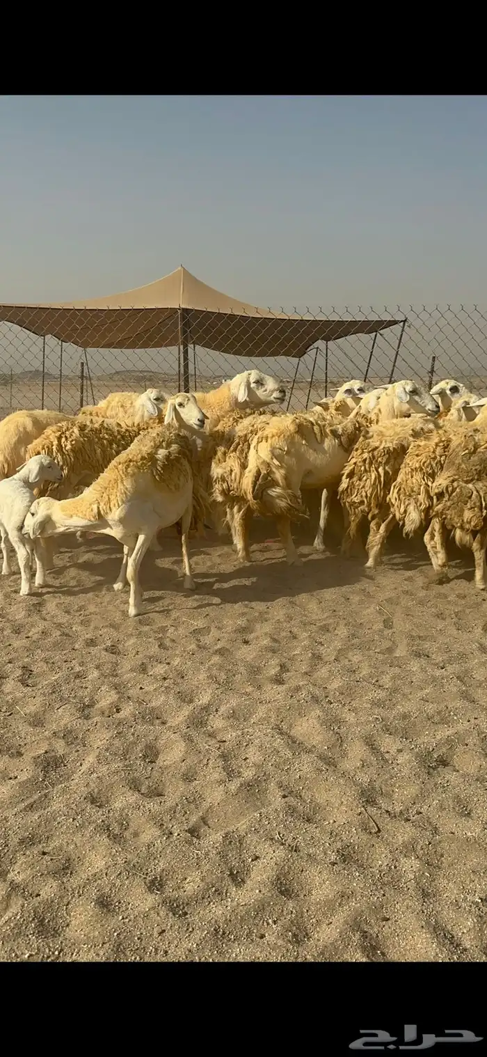 غنم حرية رخال حررش مراح واحد 32 تحتها 3 بلفحل 4