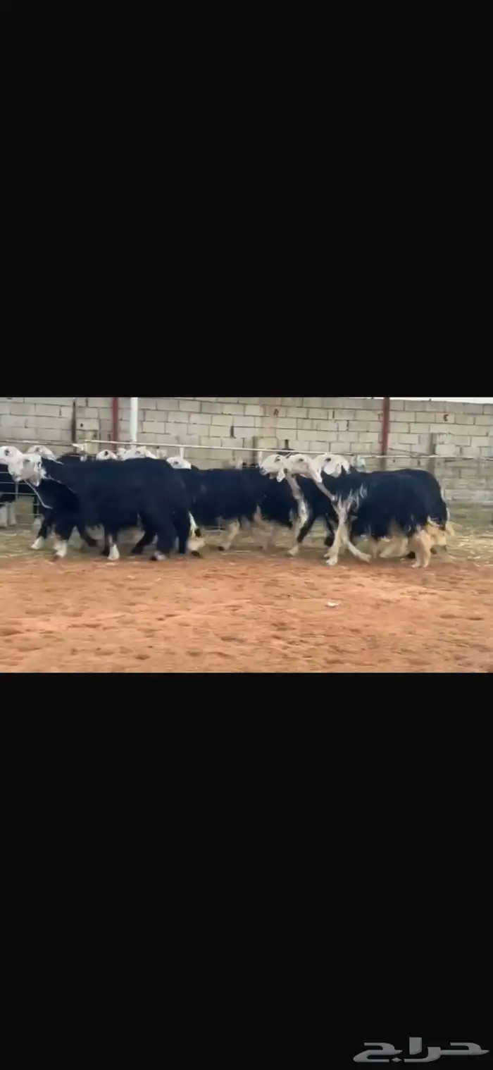 عرض بيع نجد صنف 1