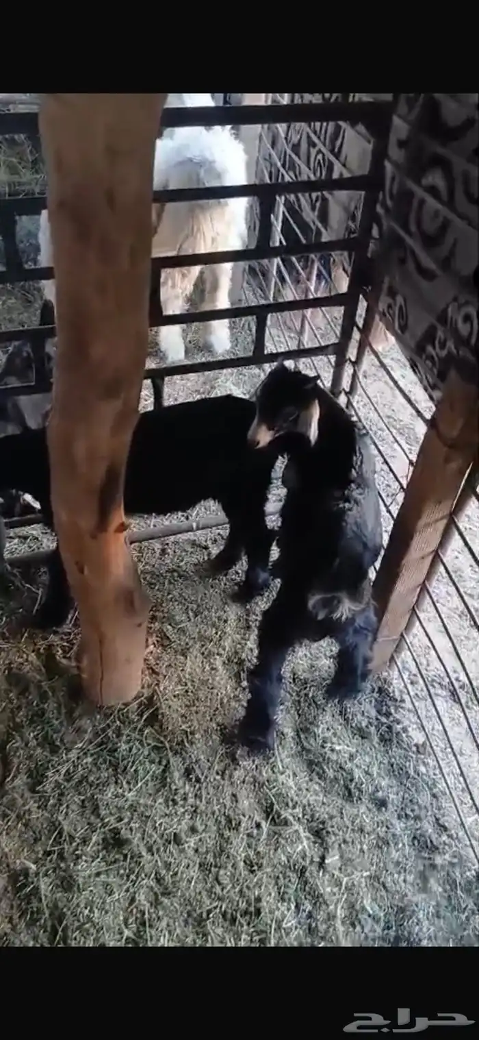 عنزين وحده ثنيه وحده سديس و نعجتين حيل تامات شبب فل شحم 30