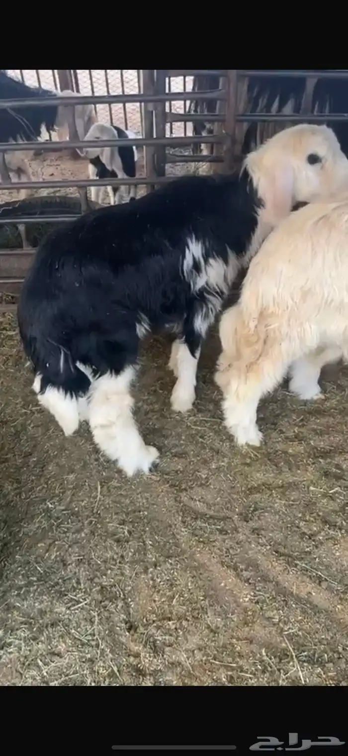 عنزين وحده ثنيه وحده سديس و نعجتين حيل تامات شبب فل شحم 10