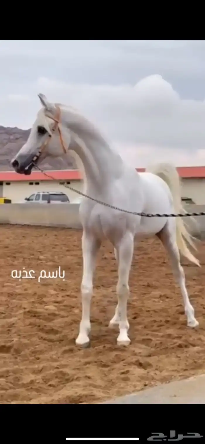 مهرة تمتلك قطعة متناسقة 10