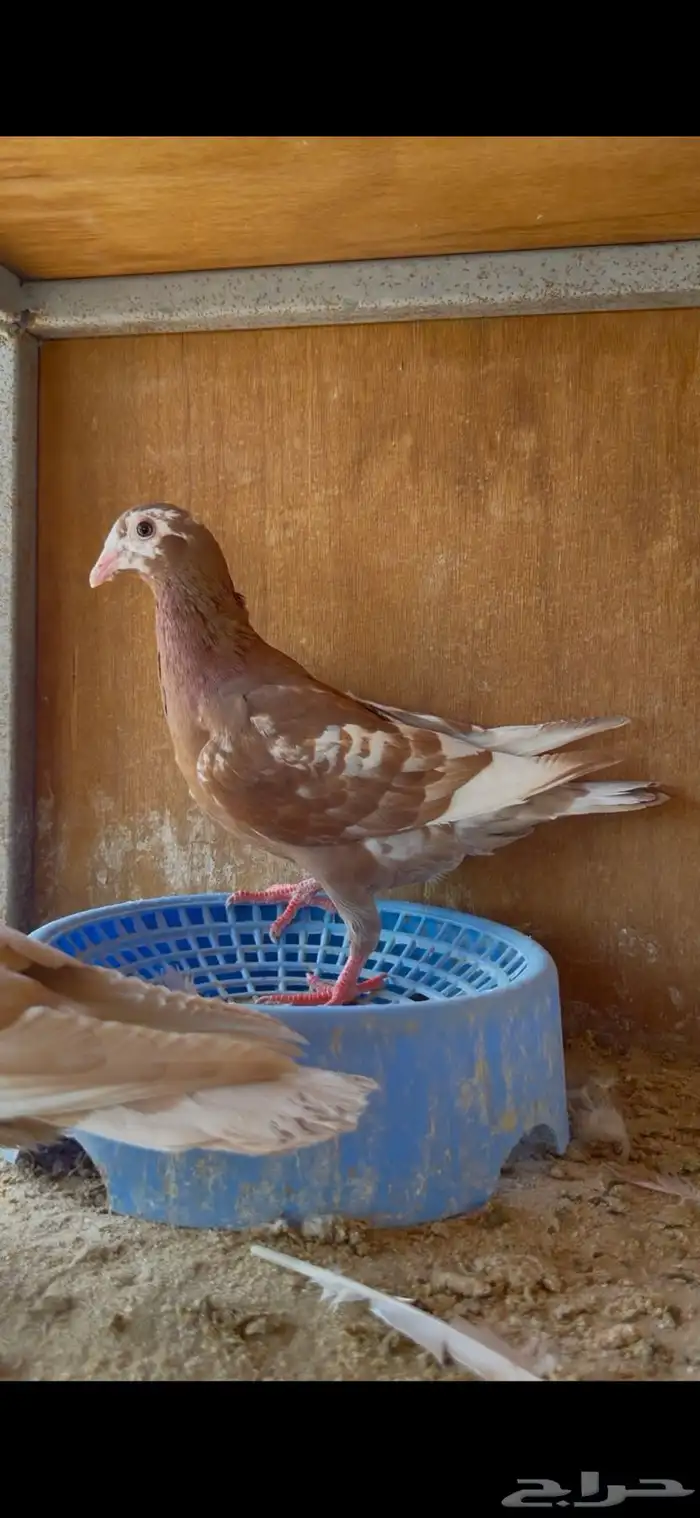 زاجل ( اصفر واحمر ) 2