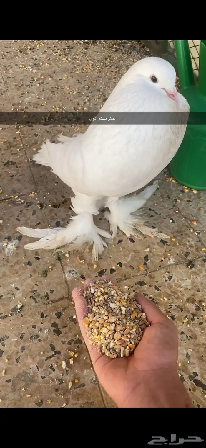 زوج حمام نفاخ منتج 0