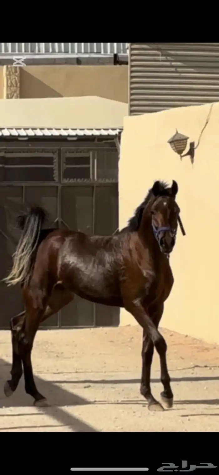حصان واهو شيييخ ودم قوي 0