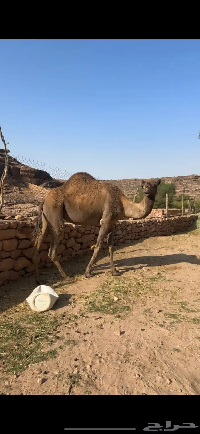 ظهران الجنوب 0