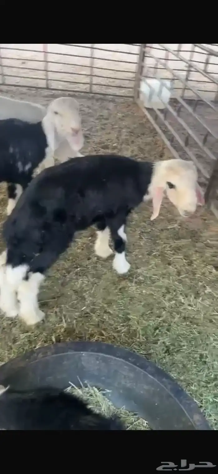 عنزين وحده ثنيه وحده سديس و نعجتين حيل تامات شبب فل شحم 9