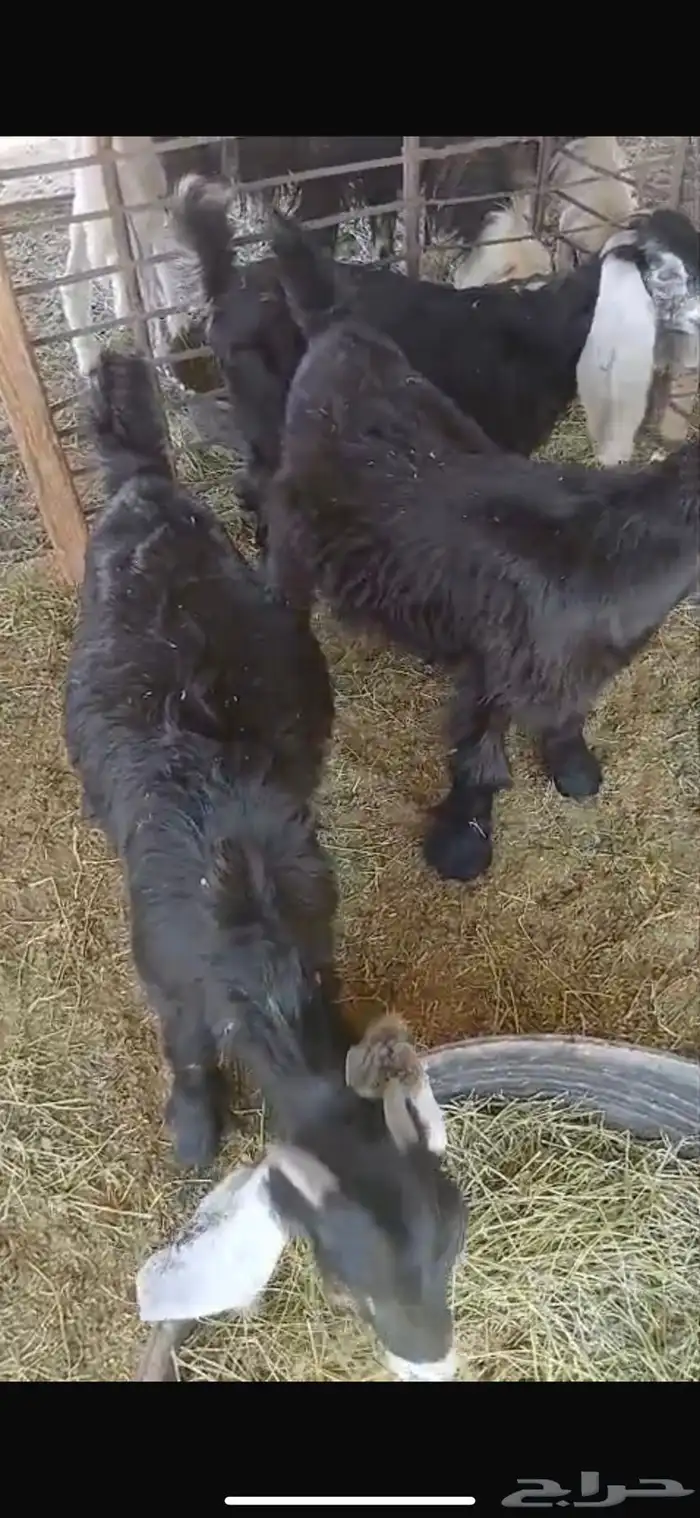 عنزين وحده ثنيه وحده سديس و نعجتين حيل تامات شبب فل شحم 31