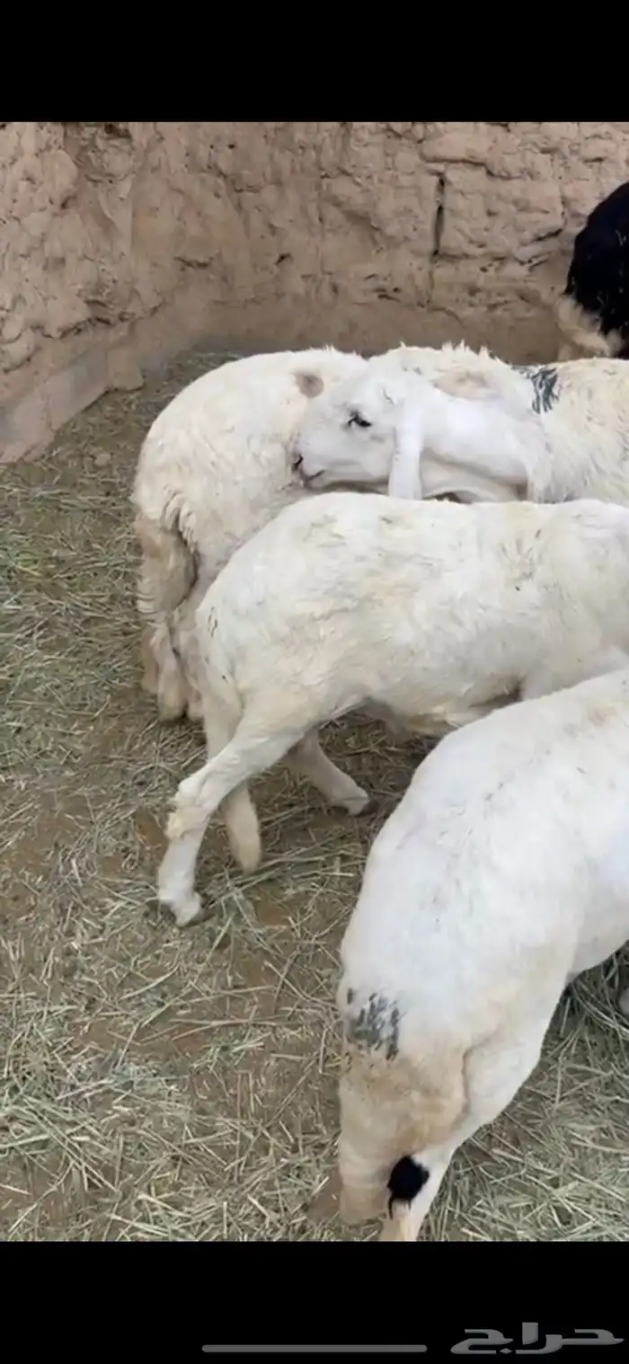 طليان سواكن نظاف مرابي 1