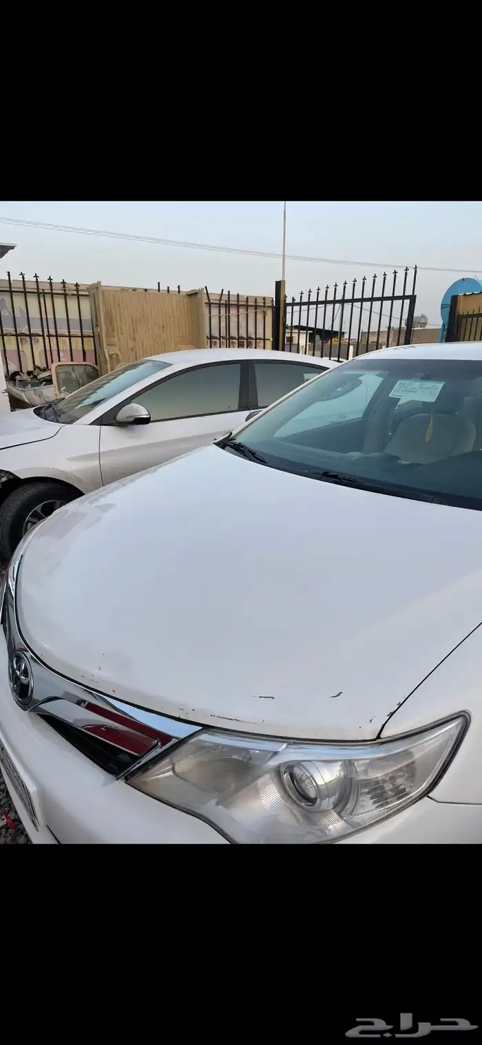 كبوت كامري وكاله 0
