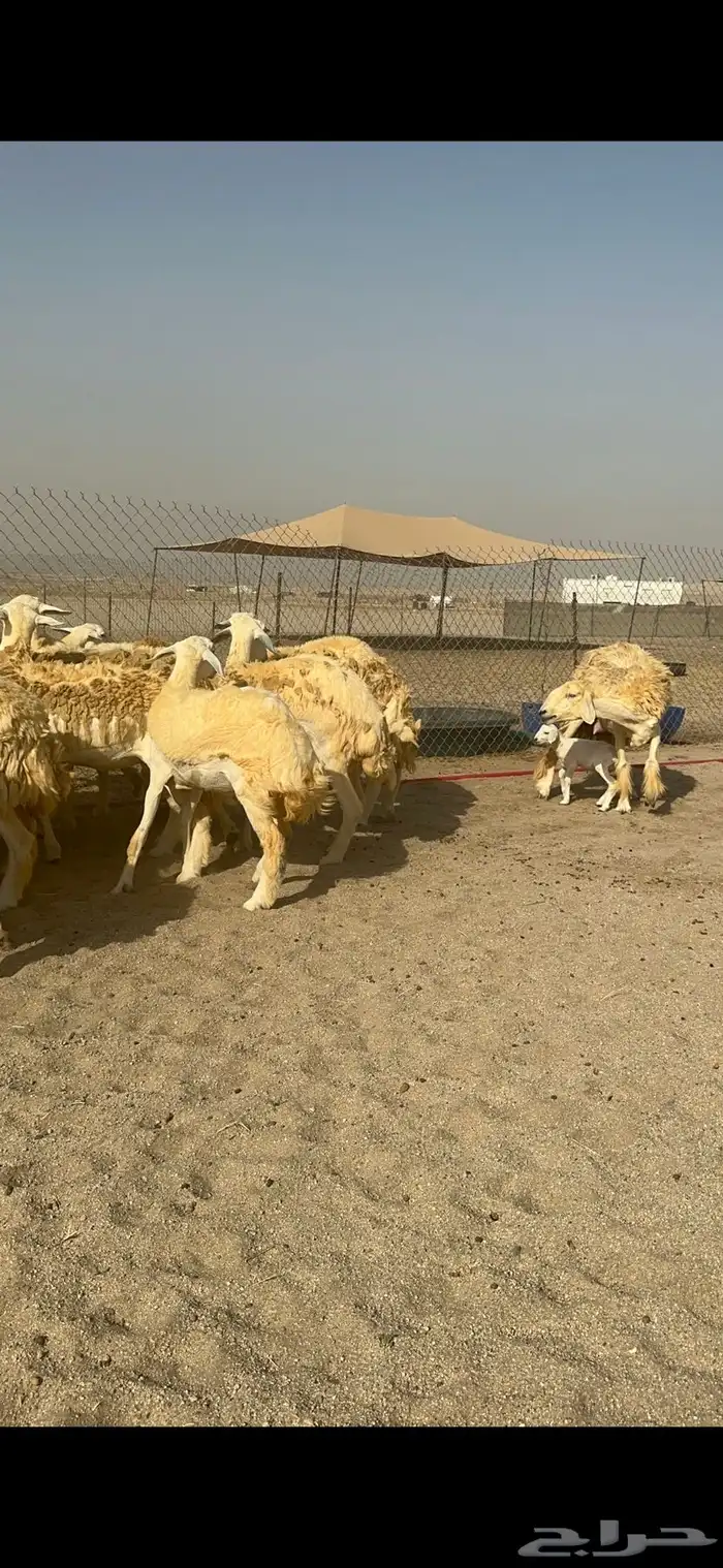 غنم حرية رخال حررش مراح واحد 32 تحتها 3 بلفحل 2