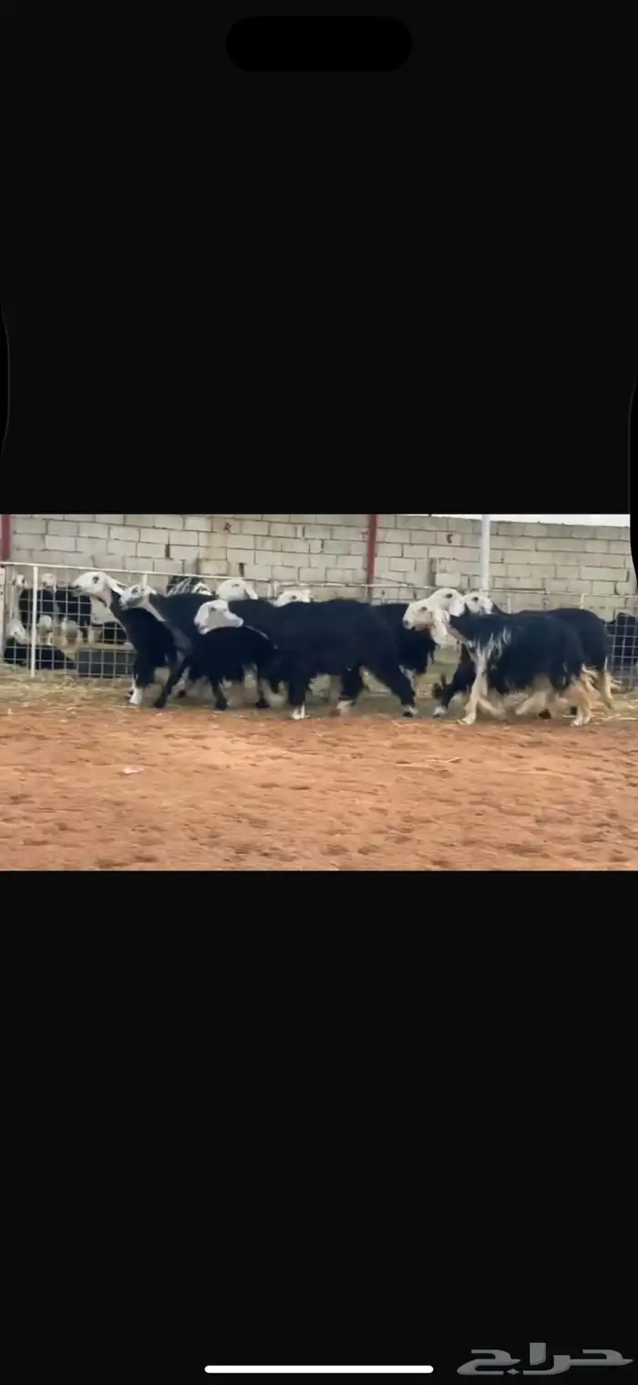 عرض بيع نجد صنف 2